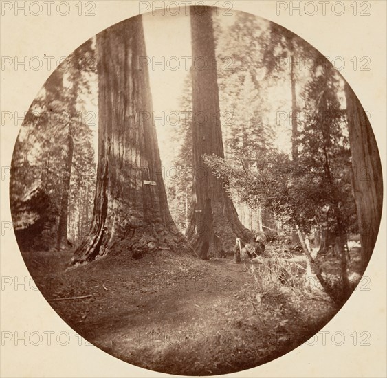 Old Dominium and Uncle Tom's Tavern. Calaveras Grove, ca. 1878.
