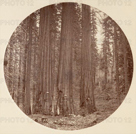 [Yosemite National Park, California], ca. 1878.