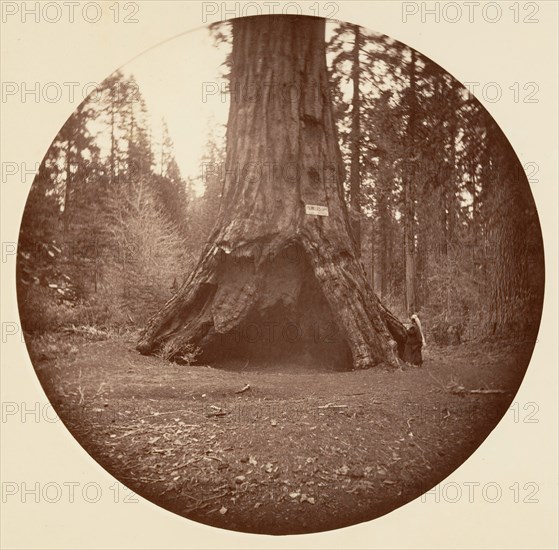 Pioneers Cabin - Calaveras Grove, ca. 1878.