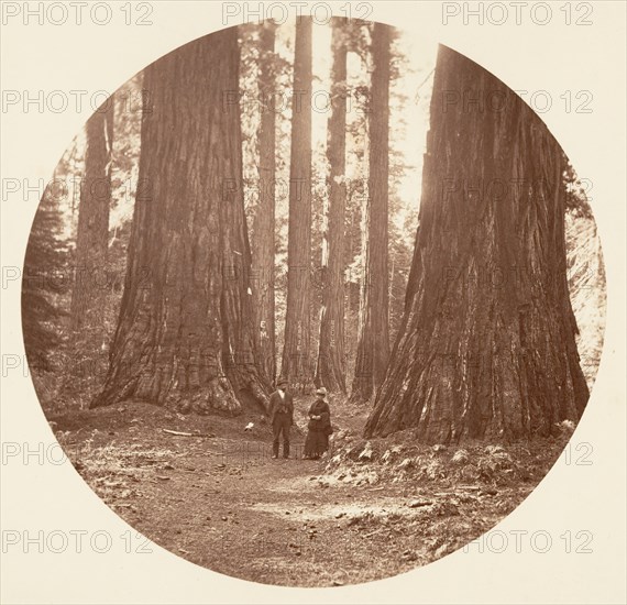 The Three Graces Seen Through the Bryant and Seward Calaveras Grove, ca. 1878.