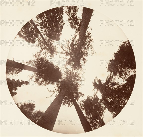 Looking up Among the Sugar Pines - Calaveras Grove, ca. 1878.