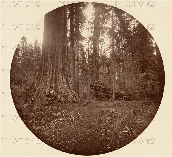 The Father of the Forest - C. Grove, ca. 1878.