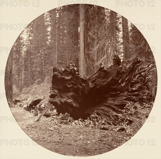 The Father of the Forest 450 ft C. Grove, ca. 1878.