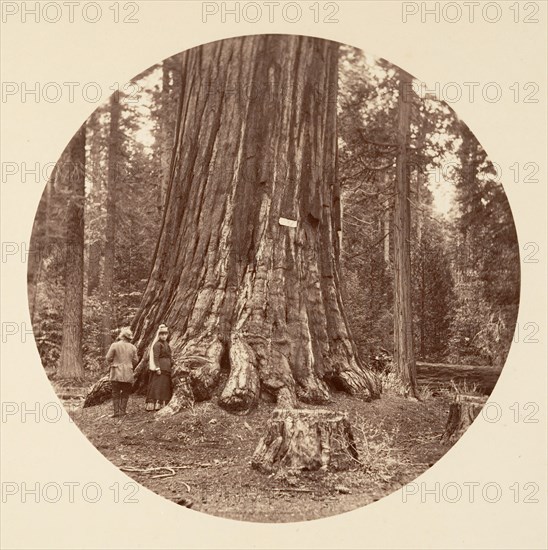 The Pride of the Forest - Calaveras Grove, ca. 1878.