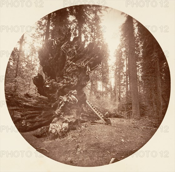 The Father of the Forest - The Horse Back Side. Calaveras Grove, ca. 1878.