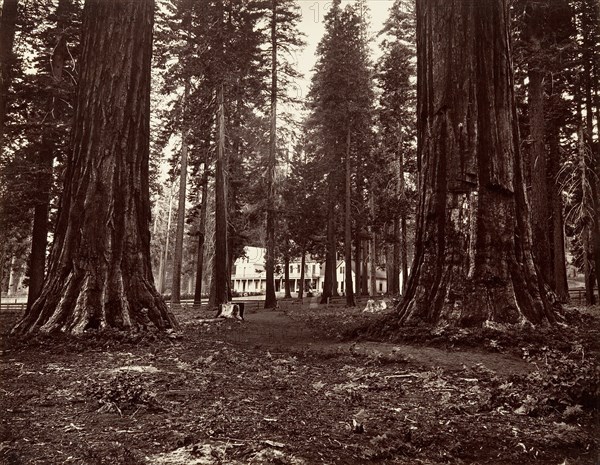 The Hotel from Mammoth Grove, ca. 1872, printed ca. 1876.