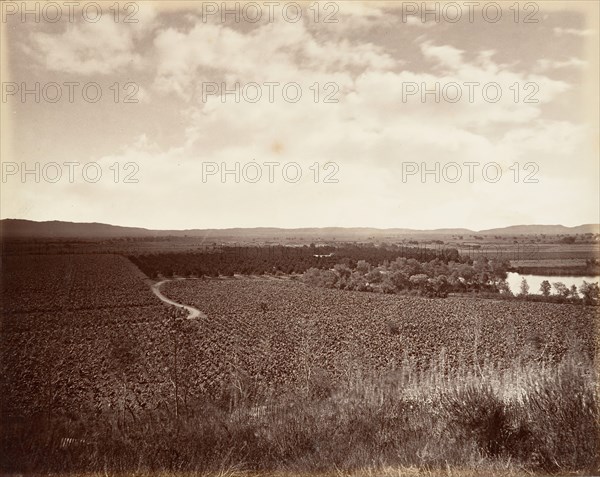 Lake Vineyard and Orange Grove, Los Angeles, 1876, printed ca. 1876.