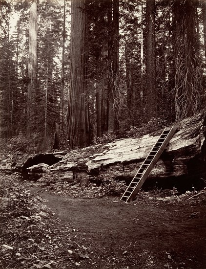 Father of the Forest, 1865-66, printed ca. 1876.