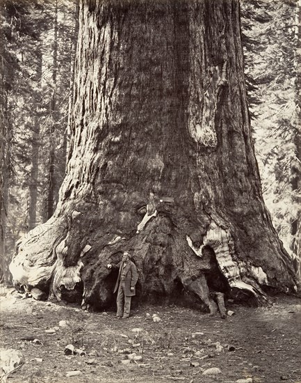 Section of the Grizzly Giant, 101 feet circumference, 1865-66, printed ca. 1876.