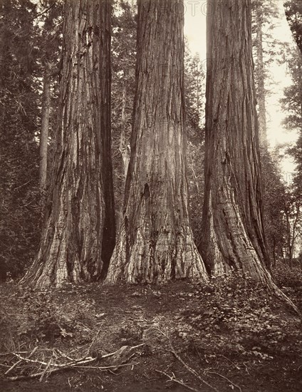 The Three Graces, 272 feet, 1865-66, printed ca. 1876.