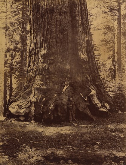 Section of the Grizzly Giant with Galen Clark, Mariposa Grove, Yosemite, 1865-66.