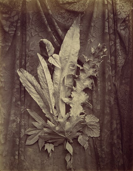 [Study of Leaves on a Background of Floral Lace], 1864.