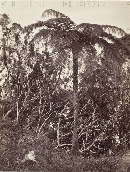 Fougère arborescente, 1863.