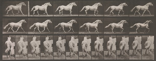 Animal Locomotion. An Electro-Photographic Investigation of Consecutive Phases of Animal Movements. Commenced 1872 - Completed 1885. Volume IX, Horses, 1880s.