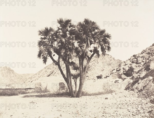 Environs de Fileh, Palmier Doum sur la Rive Orientale du Nil, 1851-52, printed 1853-54.
