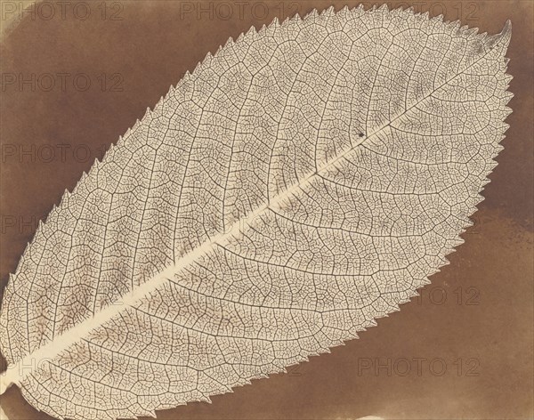 [Leaf], ca. 1839.
