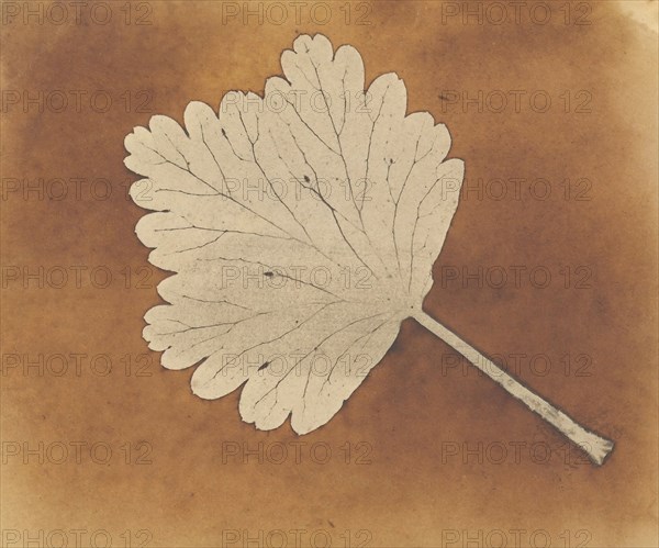 [Leaf], ca. 1840.