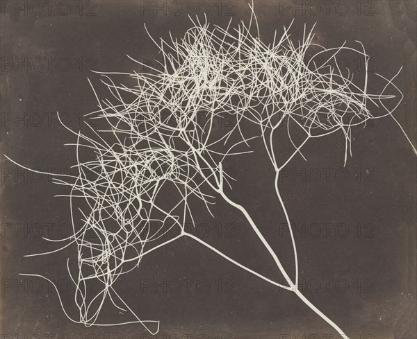 [Wild Fennel], 1841-42.