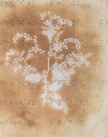 [Photogenic Drawing of a Plant], 1839-40.