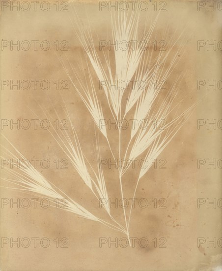 Bromus Maximus, Genoa, 1839.