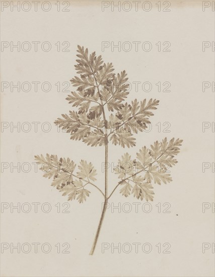 Leaf of a Plant, before February 14, 1844.