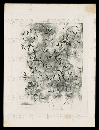 [Dandelion Seeds], 1858 or later.