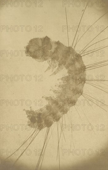 [Microscopic view of an insect], ca. 1853.