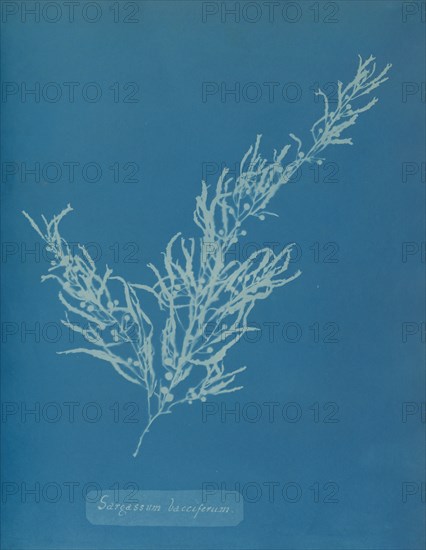 Sargassum bacciferum, ca. 1853.