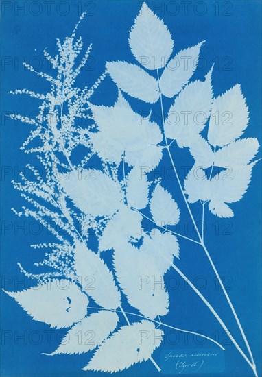 Spiraea aruncus (Tyrol), 1851-54. This botanical study is the first work by the British artist Anna Atkins. The cyanotype is of several sprigs of a Tyrolean flowering shrub and is a superb example of Atkin's cameraless photograms of algae and plant specimens.