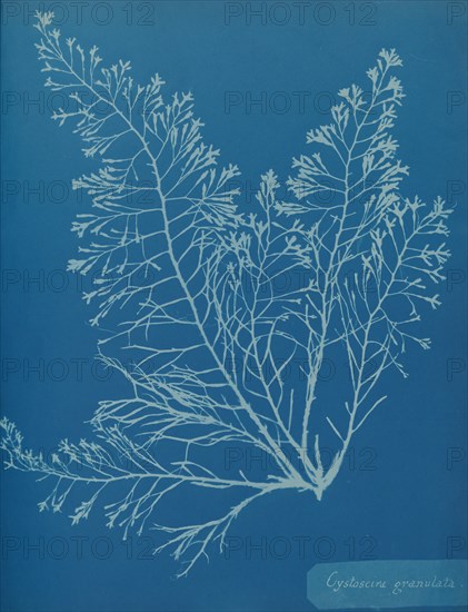 Cystoseira granulata, ca. 1853.