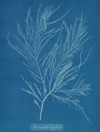 Desmarestia liqulata, ca. 1853.