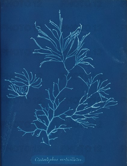 Cladostephus verticillatus, ca. 1853.