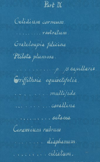 Part IX, from Photographs of British Algae: Cyanotype Impressions, ca. 1853.