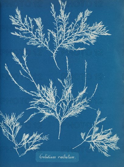 Gelidium rostratum, ca. 1853.