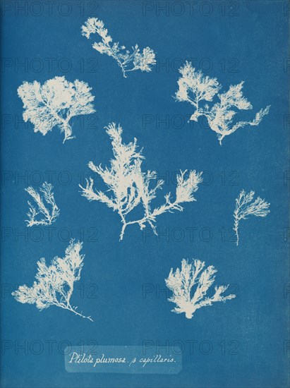 Ptilota plumosa. ß capillaris, ca. 1853.