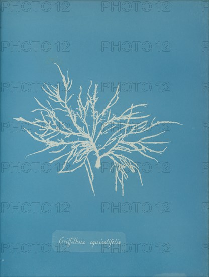 Griffithsia equisetifolia, ca. 1853.