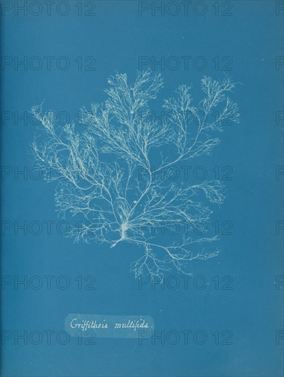 Griffithsia multifida, ca. 1853.