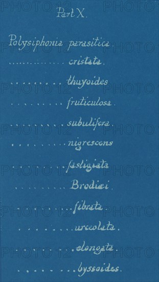 Part X, from Photographs of British Algae: Cyanotype Impressions, ca. 1853.ca. 1853.