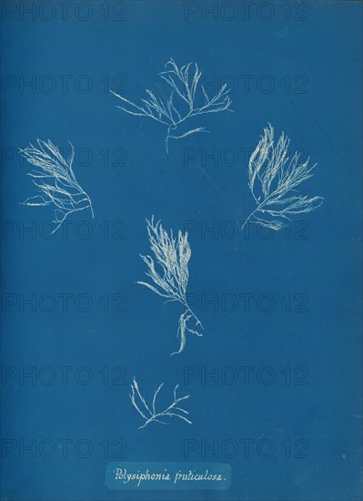 Polysiphonia fruticulosa, ca. 1853.
