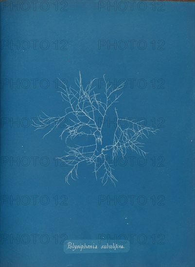 Polysiphonia subulifera, ca. 1853.