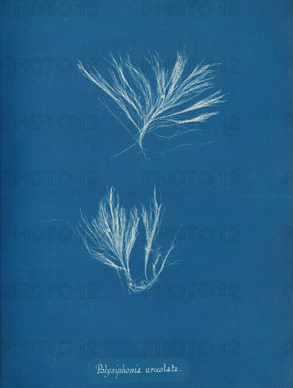 Polysiphonia urceolata, ca. 1853.
