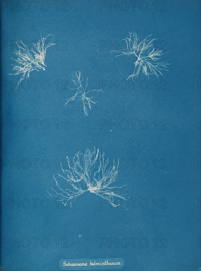 Schizonema helminthosum, ca. 1853.