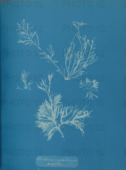 Exillaria crystallinum parasitic, ca. 1853.