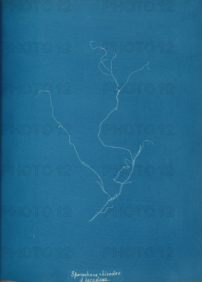 Sporochnius rhizodes ß paracloxa, ca. 1853.