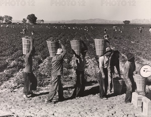 Pea Pickers Line Up on Edge of Field at Weigh Scale, near Calipatria, Imperial Valley, California, February, 1939, printed ca. 1972.