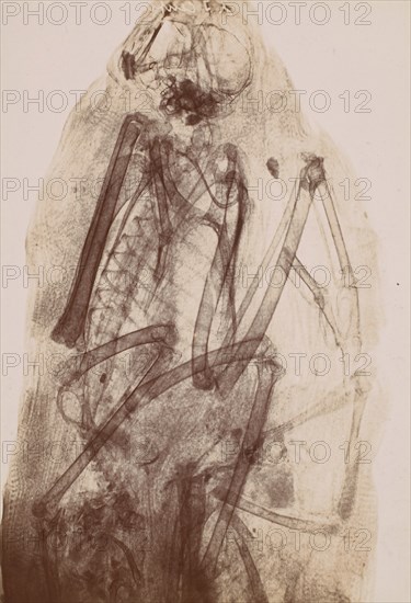 [X-Ray of the Mummy of a Raptor], 1896.