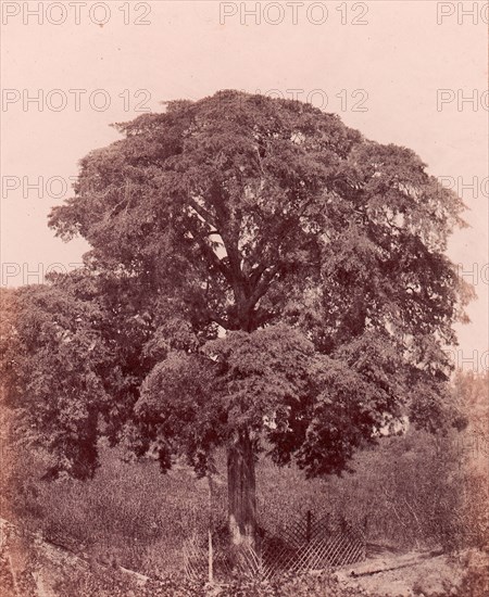 étude d'arbre, 1850-53.