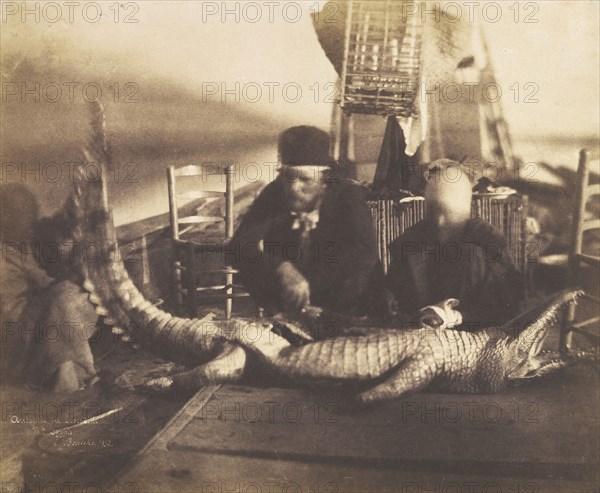 Autopsy of the First Crocodile Onboard, Upper Egypt, 1852.