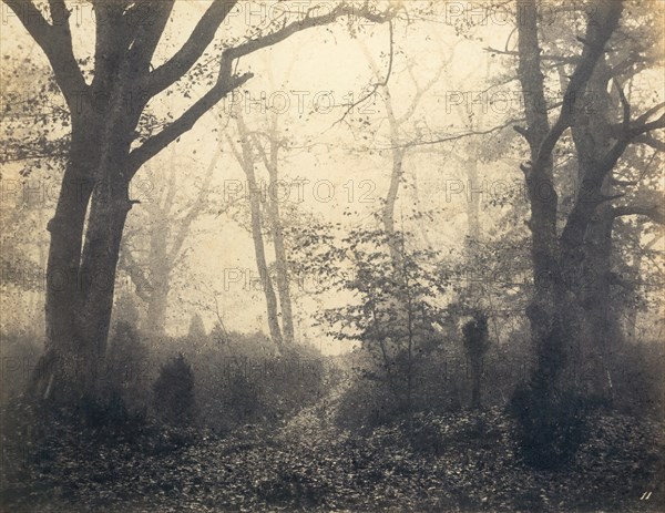 [Fontainebleau Forest], early 1860s.