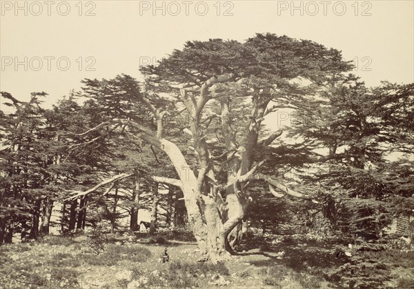 The Largest of the Cedars, Mount Lebannon, 1857.
